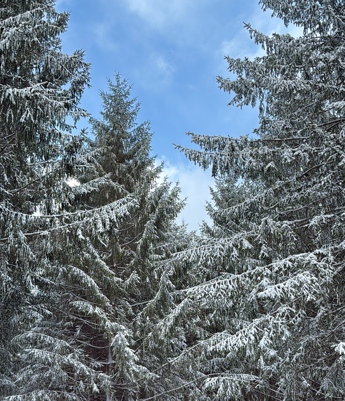 한국의 삿포로, 강원도 눈꽃 투어